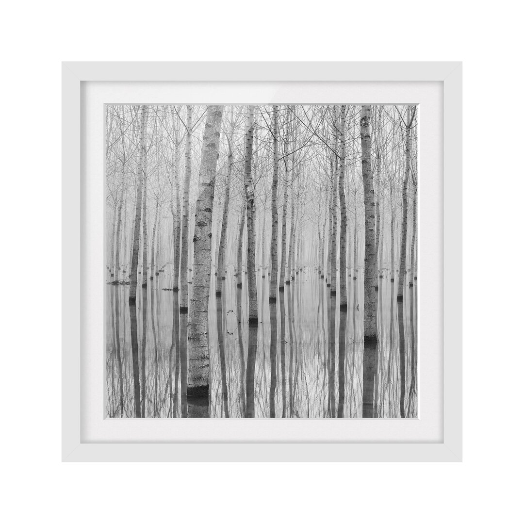 Gerahmtes Poster Birch Trees in November