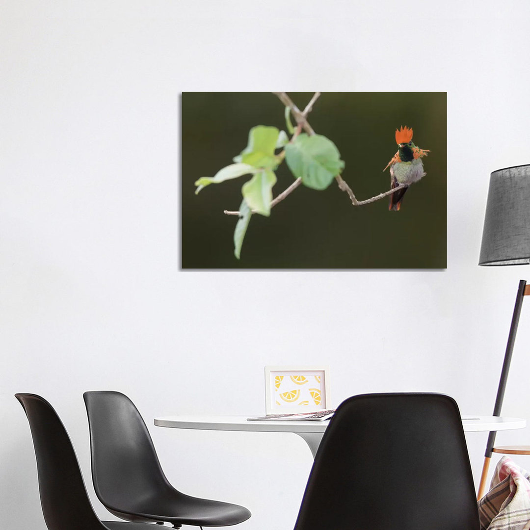 Tufted Coquette von Ken Archer - Galerie- Giclée auf Leinwand