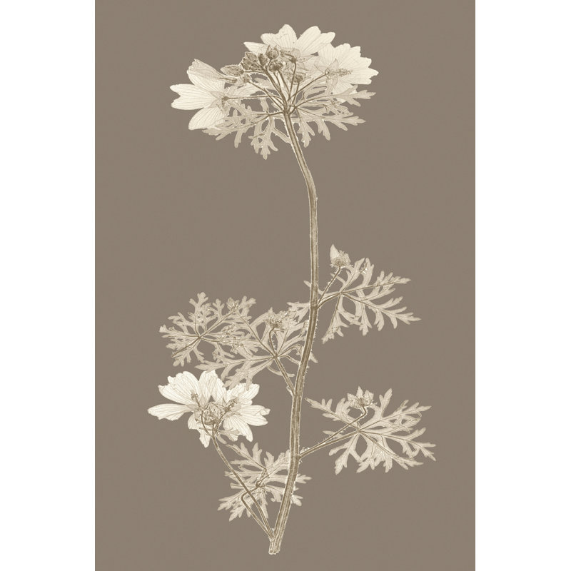 Taupe Nature Study II by Vision Studio - Wrapped Canvas Art Prints, 122cm H x 81cm W