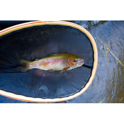 Redside Rainbow Trout - Wrapped Canvas Print