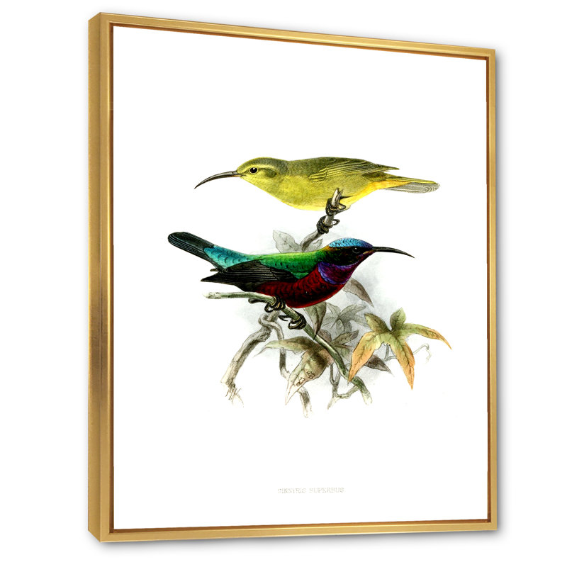 «Vintage Australian Birds XV», impression sur toile, H 20 po x l 12 po x P 1po, Encadrement doré