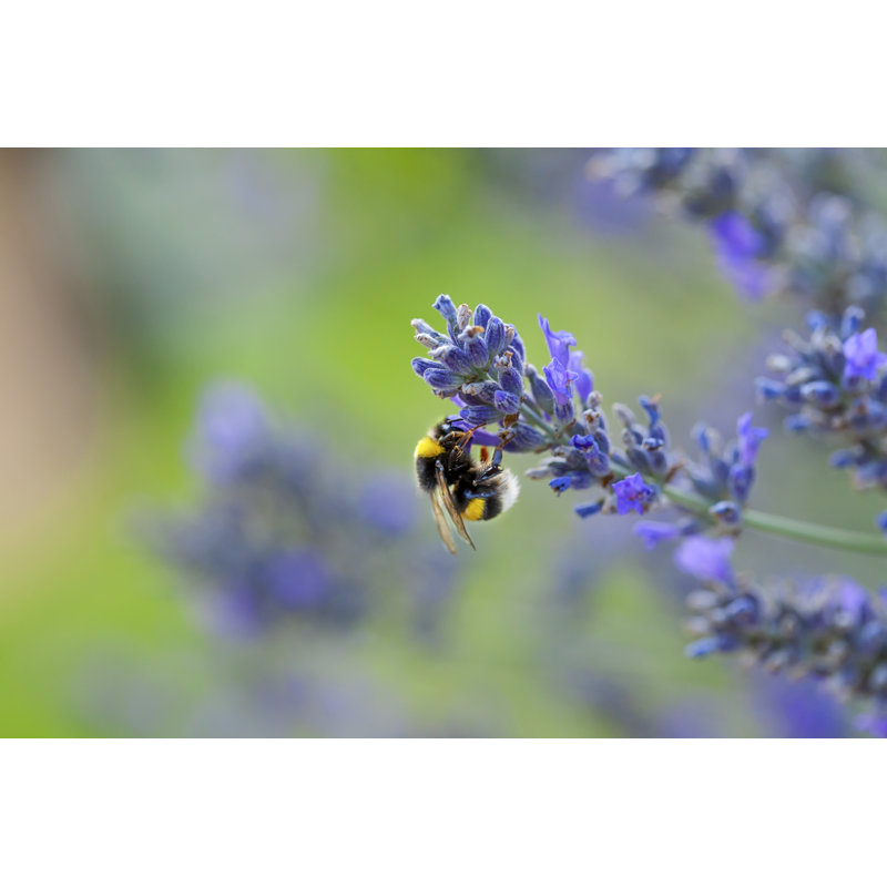 Jurien Wild Bee - Wrapped Canvas Print, 30cm H x 46cm W x 3.8cm D