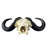 Real Cape Buffalo Skull