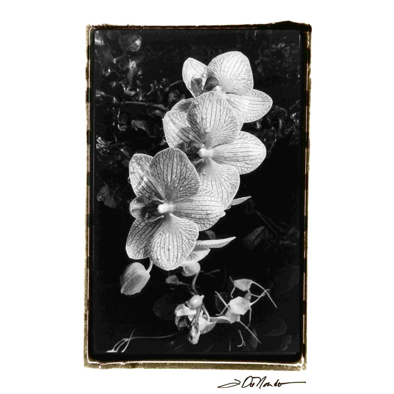 Orchidées en grève II, H 18 po x l 12 po