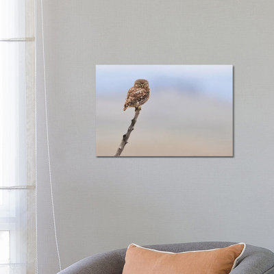 " Little Owl " by Elmar Weiss