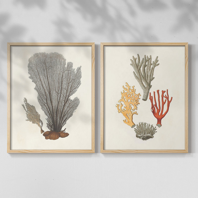 Knorr Shells & Coral III - reproduction encadrée de qualité supérieure - prête à être accrochée - aucun clou requis - aucun clou requis