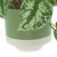 Scindapsus Bush in Ceramic Pot