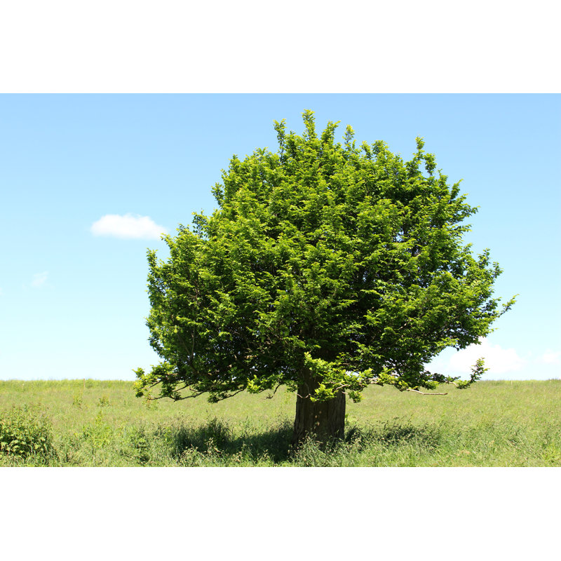 Arbre à un seul charme par Mtreasure, H 12 po x l 18 po