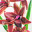 Anneus 50cm Plant