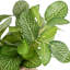 8 plantes