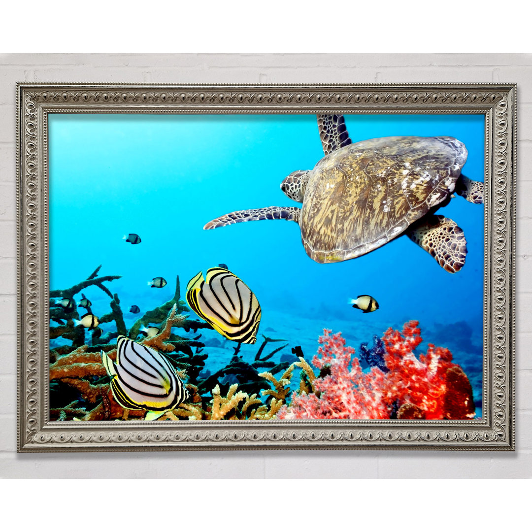 Gerahmtes Bild Underwater Turtle And Fish