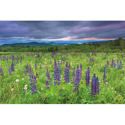 " Lupine Sunrise "