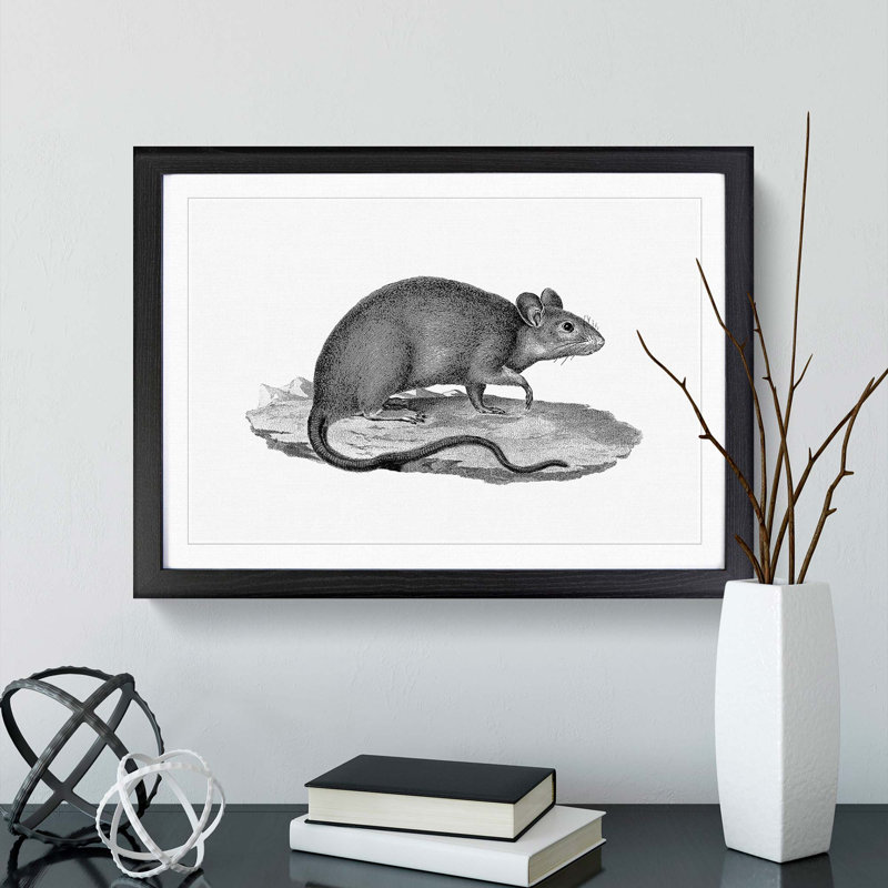 Rat Illustration - Framed Print, 27cm H x 36cm W x 2cm D, Black Framed