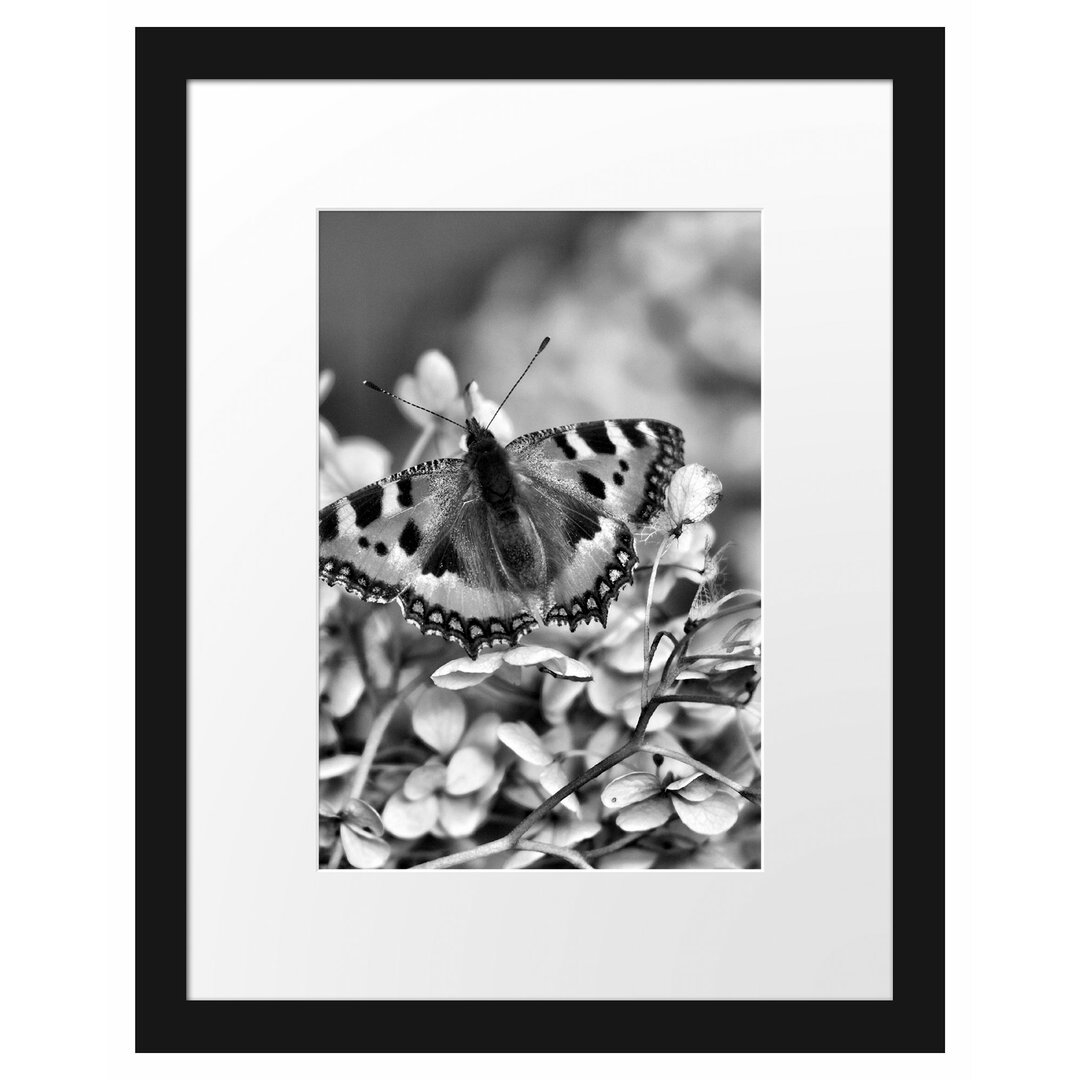 Gerahmtes Poster Schmetterling auf weißen Blüten