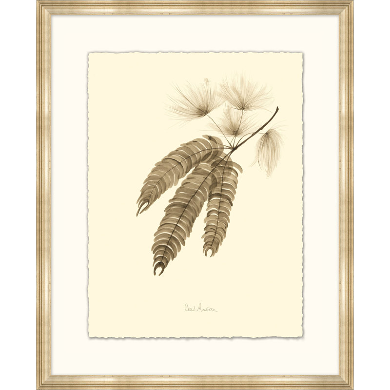 Mimosa Print