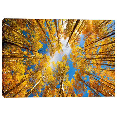 " Towering Aspens " by Darren White