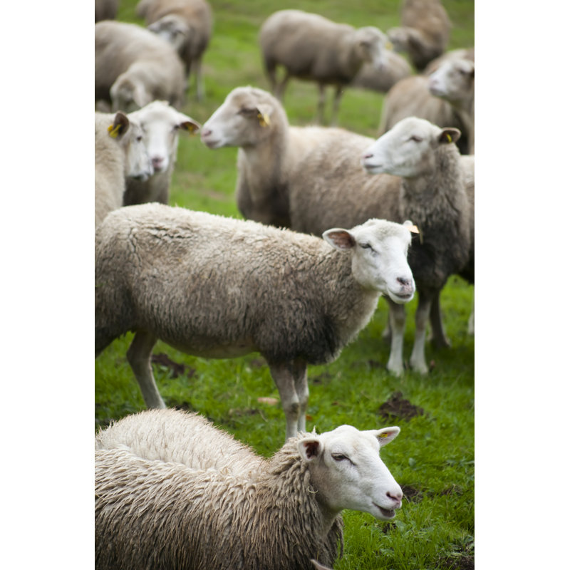 Green meadow and sheep 1 Piece Wrapped Canvas Wall Art, 91cm H x 61cm W