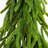 1.7' Pine Christmas Tree