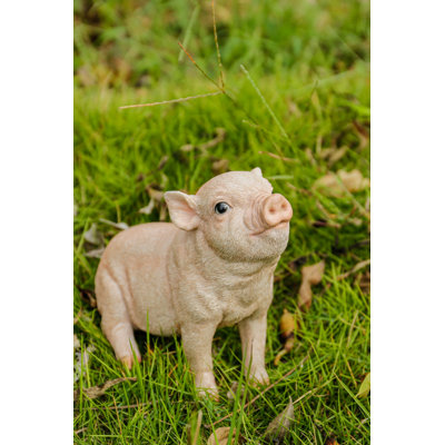 Baby Pig Sitting