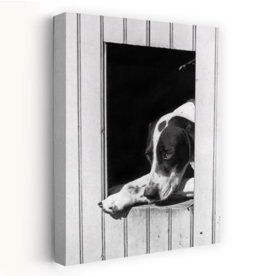 1930S Sad Hunting Dog Pointer Looking Out Of His Doghouse Classic Retro Vintage Dog Portrait Wall Art