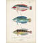 Reproduction d'art sur toile tendue Beachcrest Home ™ Vision Studio Gallery: Antique Fish Trio II