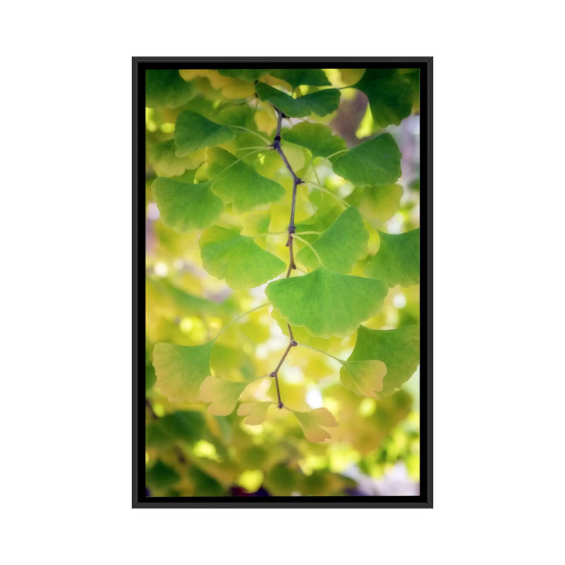 Fossil Leaves by Philippe Sainte-Laudy - Print on Canvas, 66.04 cm H x 45.72 cm W, Black Framed