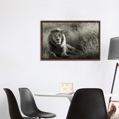 B&W Lion At Rest by Klaus Tiedge - Print on Canvas