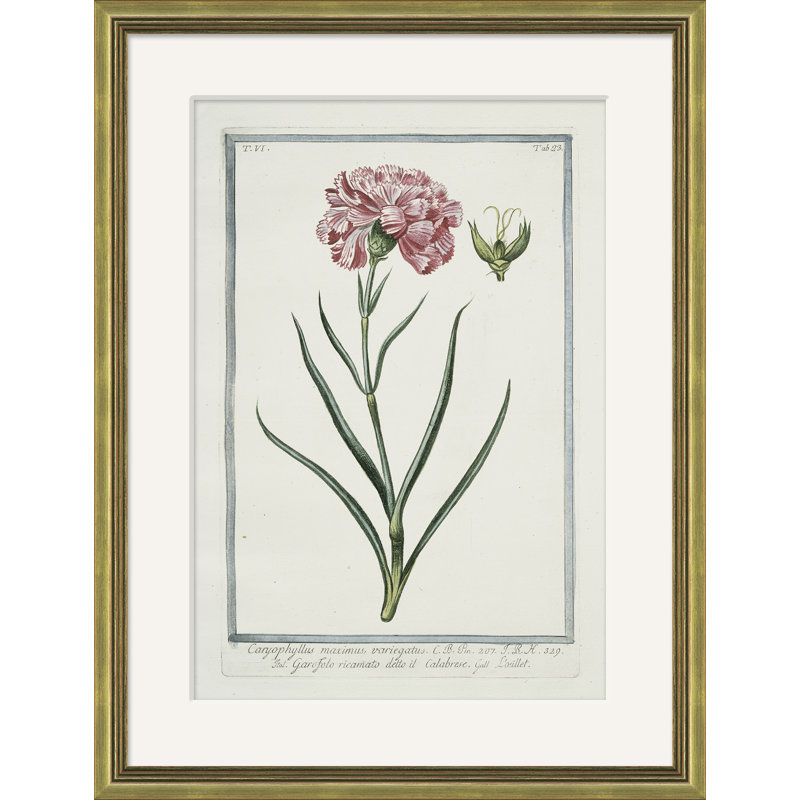 Hortus Romanus 1772-1793 23 Giclee Print by Soicher Marin Archives