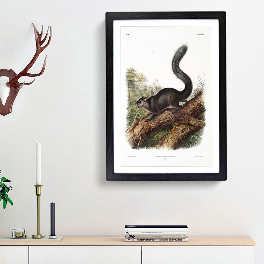 Dusky Squirrel by J.W. Audubon - Picture Frame Painting Print