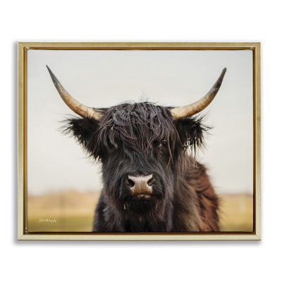 Portrait de vache Highland