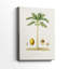 Arbre antique avec fruit II - galerie Cavas-108843964