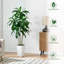 152.4cm Tree