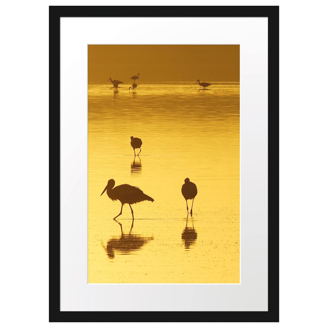 Störche im Wasser Gerahmter Fotokunstdruck