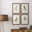 " Barn Owl " 4 - Pieces-868360934-868360935