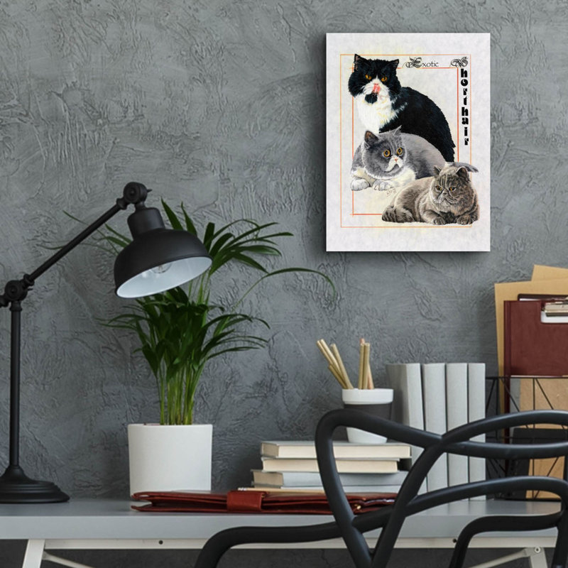 «Exotic Shorthair» par Barbara Keith - impression non encadrée, H 16 po x l 12 po x P 0,13 po