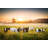 Cows And Sunset - Foggy Rolling Landscape by Konradlew - No Frame Print on Canvas-939776667