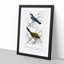 Bird Illustrations PL. 2A by Charles d Orbigny - Framed Print-55457135-55457136