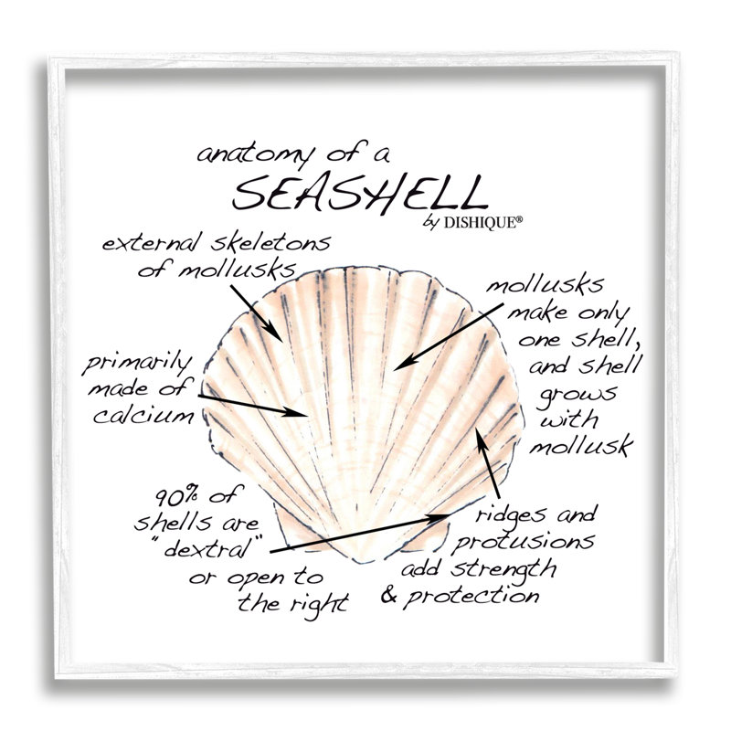 Anatomy Of Seashell, H 24 po x l 24 po x P 1,5 po, Giclée encadrée blanc bord de mer