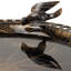 Bain d’oiseaux Henton