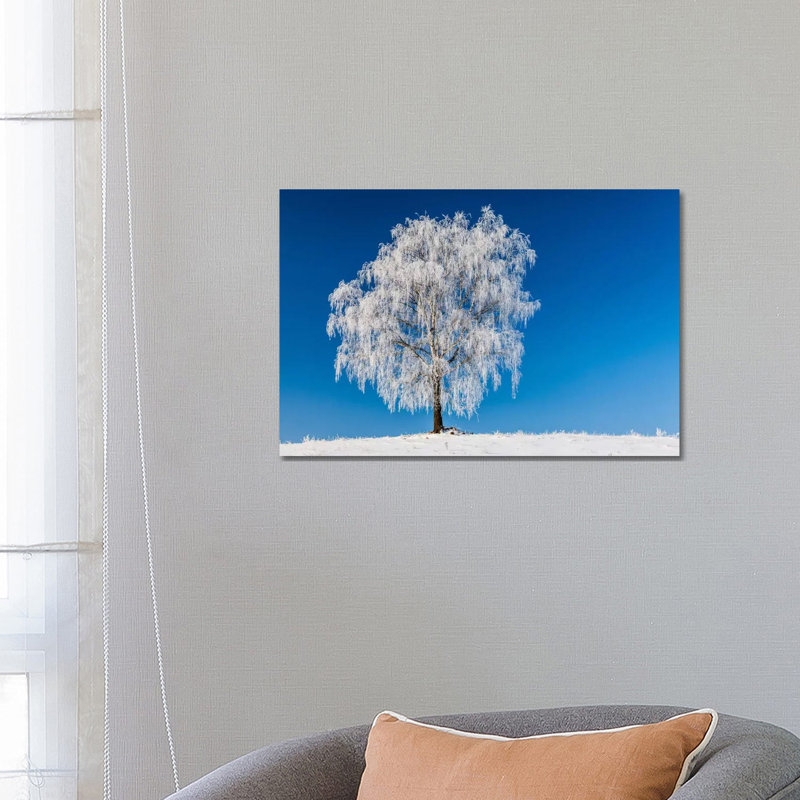 Poland, Podlaskie, Winter, Birch Tree by Mikolaj Gospodarek - Wrapped Canvas Print, 66.04 cm H x 45.72 cm W