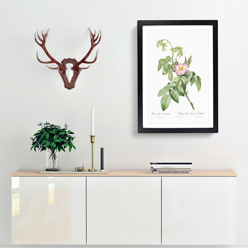 Apple Rose In Pink by Pierre-Joseph Redoute - Single Picture Frame Painting, 45cm H x 33cm W x 2cm D, Black Framed