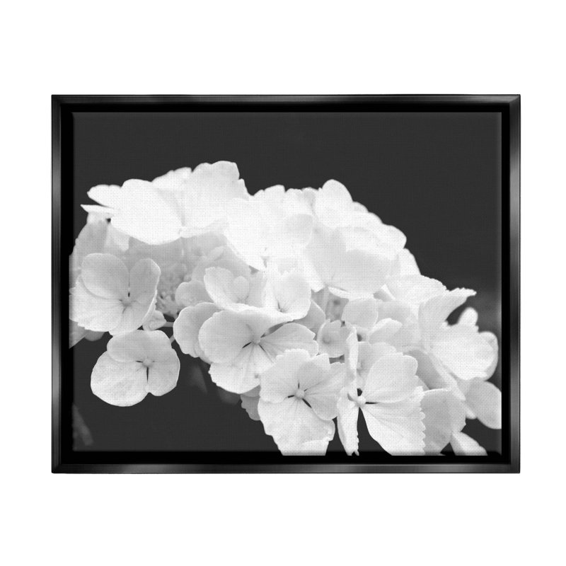 «Delicate White Hydrangea Petals» par Lil 'Rue, H 17 po x l 21 po x P 1,7 po, Cadre flottant noir de jais