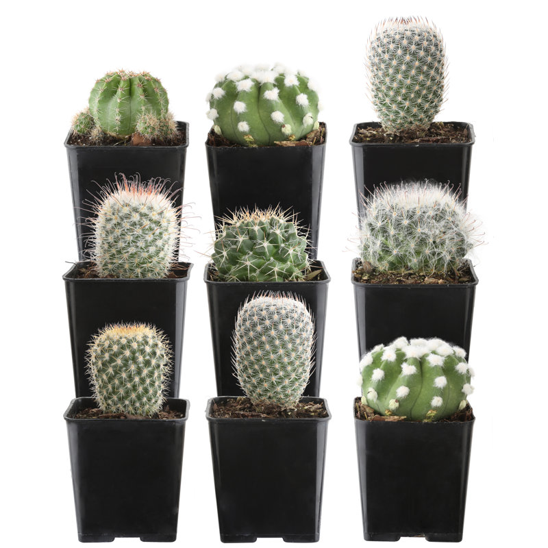 9 Live Cactus Plant in Pot Set