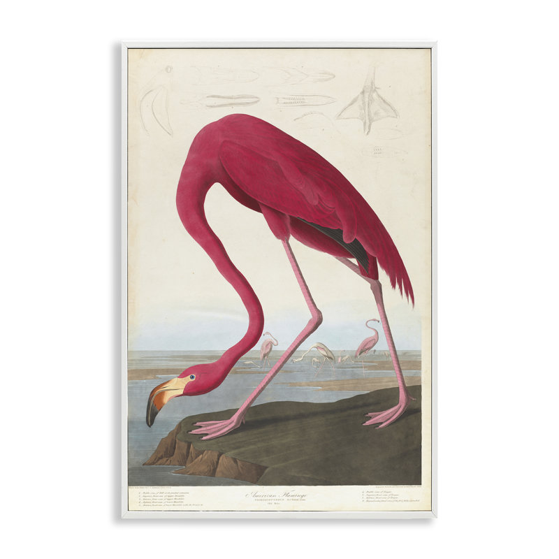 Classic American Flamingo White Framed Giclee Art, 12 x 18