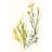 Kelp Collection II-1055093571