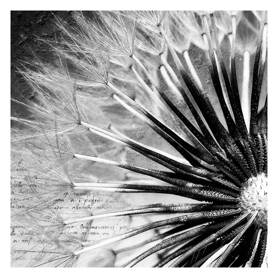 Matt Fototapete Pusteblume Schwarz & Weiß 1,92 m x 192 cm