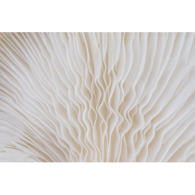 Macro Of Sajor-caju Mushroom by Lamyai - Wrapped Canvas Print
