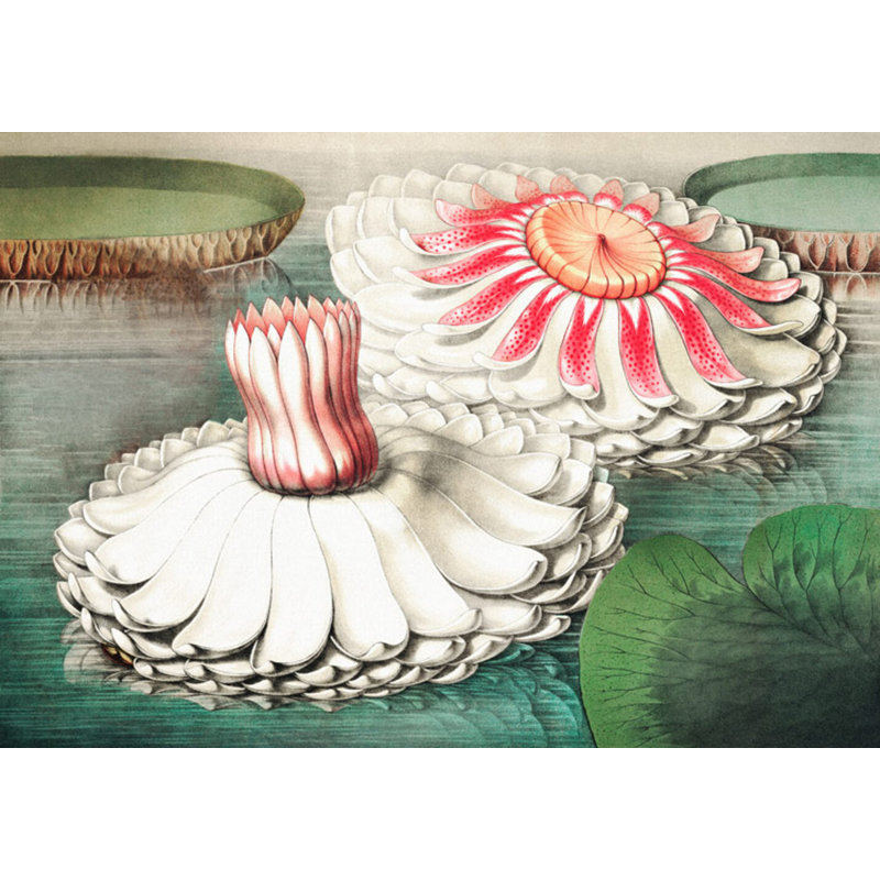 Lilies 2 Print by Grand Archives