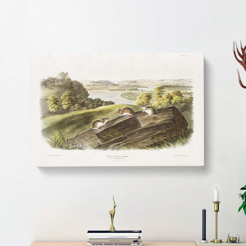 White Footed Mice by J.W. Audubon - Wrapped Canvas Print, 35cm H x 50cm W x 3cm D