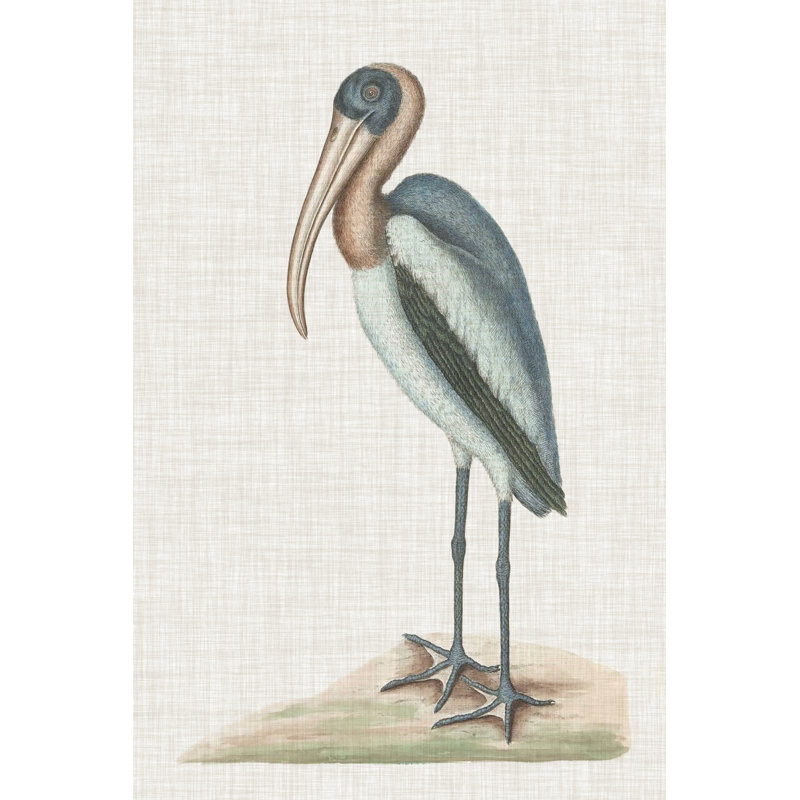 Catesby Heron IV by Mark Catesby - Wrapped Canvas Painting, 76cm H x 51cm W